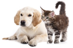 Pets Damage Carpets